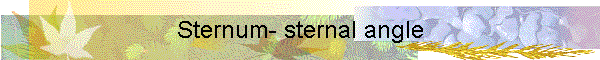 Sternum- sternal angle